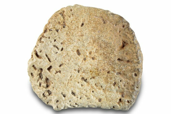 Fossil Ankylosaurid Scute - Montana #280946